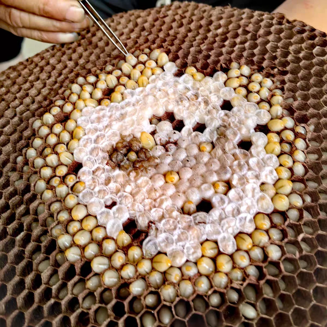 云南蜂蛹新鲜野生活体食用蜂耳冰冻树峰地蜂成年虎头蜂带巢房包邮