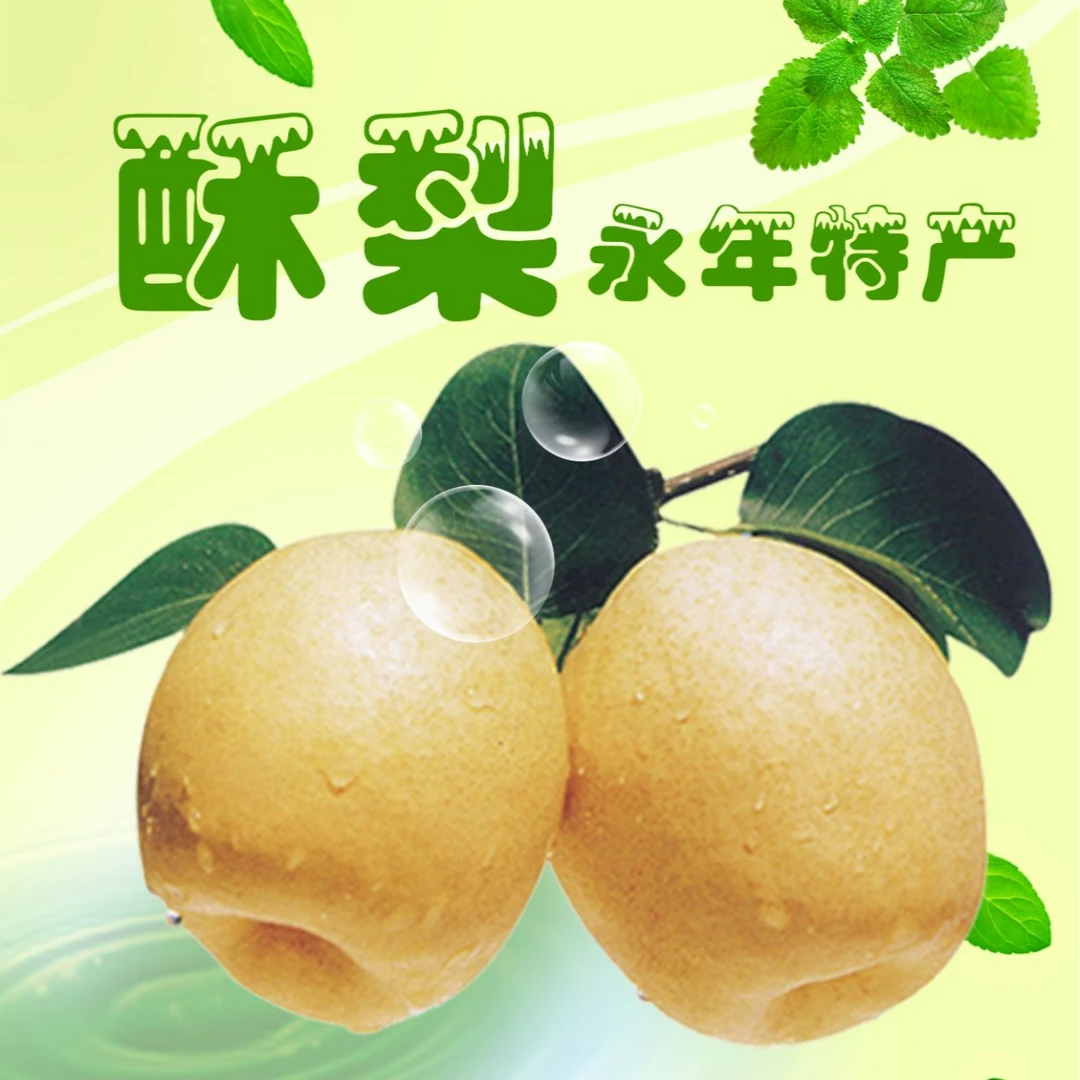 【2025现摘】河北新鲜有机酥梨  皮薄多汁酥脆无渣产地直发应季水果