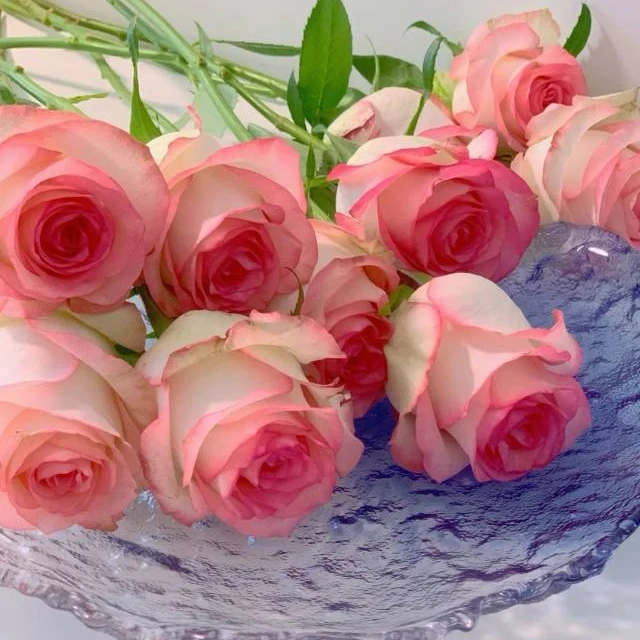 （单）艾莎玫瑰鲜花公主（20支）【满三单顺丰包邮】