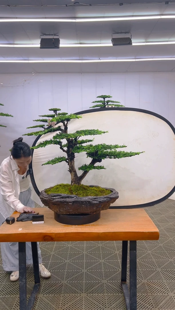 无花朵罗汉松盆景...