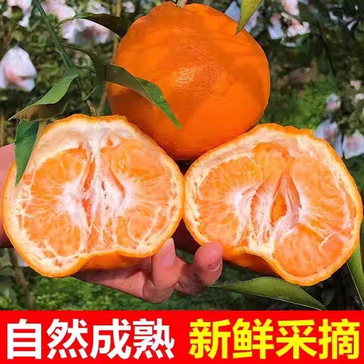 四川耙耙柑柑橘新鲜采摘个头大果皮薄汁水多香甜水果