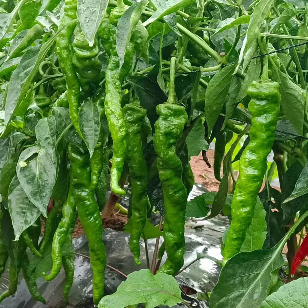螺丝椒新鲜现摘螺丝椒香辣中微辣薄皮农家自种优质当季蔬菜