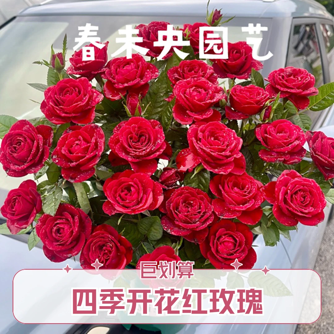 【中国红】红玫瑰四季开花带盆带土带花苞室内室外阳台庭院地栽盆栽