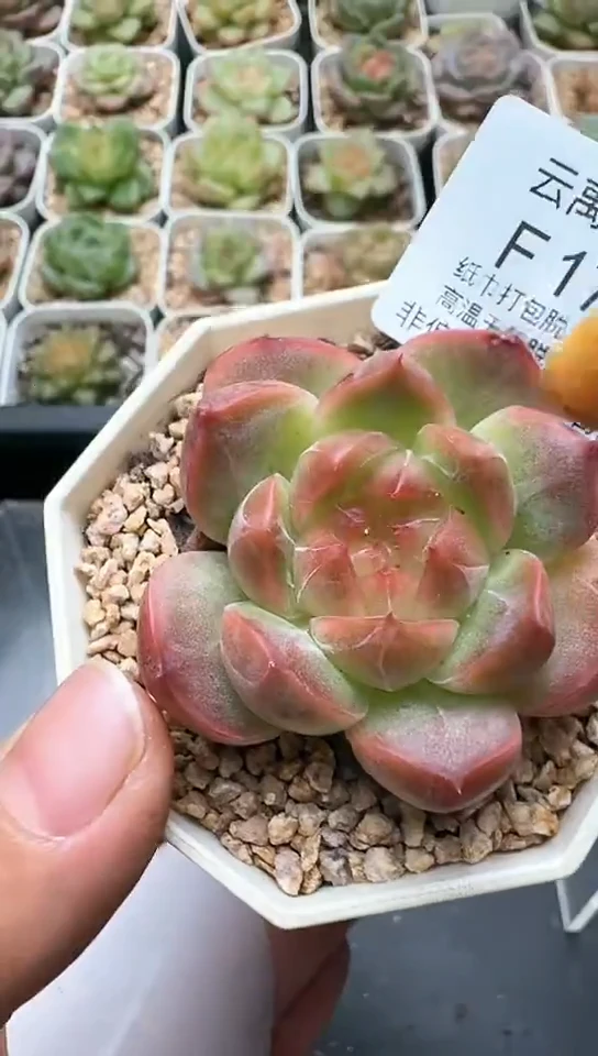 176F云禹多肉植物 默认脱土纸巾打包 3颗包邮
