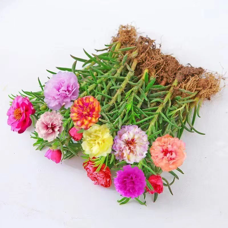 进口重瓣太阳花苗带根盆栽开花混色植物花苞室内花卉阳台庭院四季