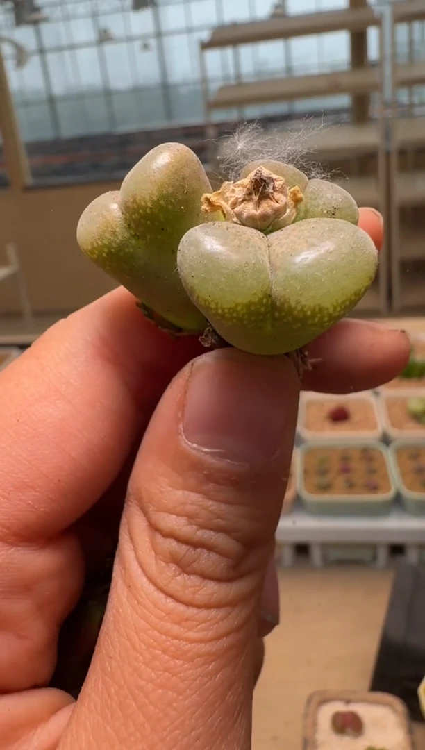 美丽的肉石头-478