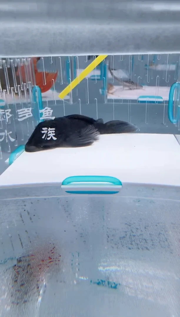 清道夫8+不包入缸损36