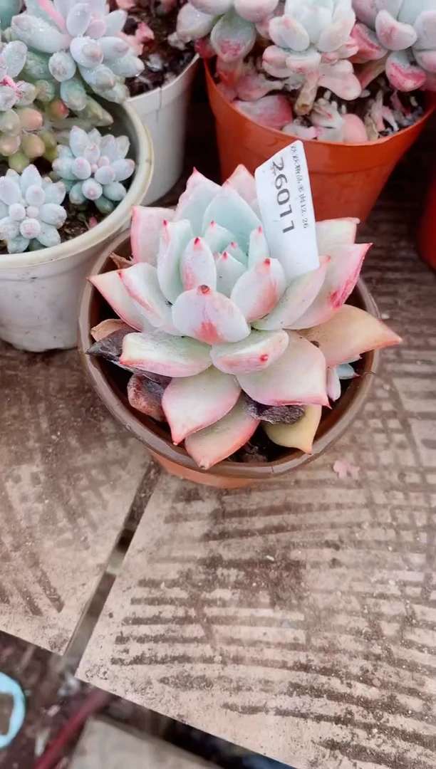 舒*心跃跃精品多肉26011