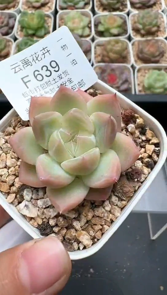 639F云禹多肉植物 默认脱土纸巾打包 3颗包邮