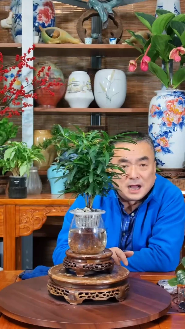 全部花苞?**冰水之韵水培罗汉松