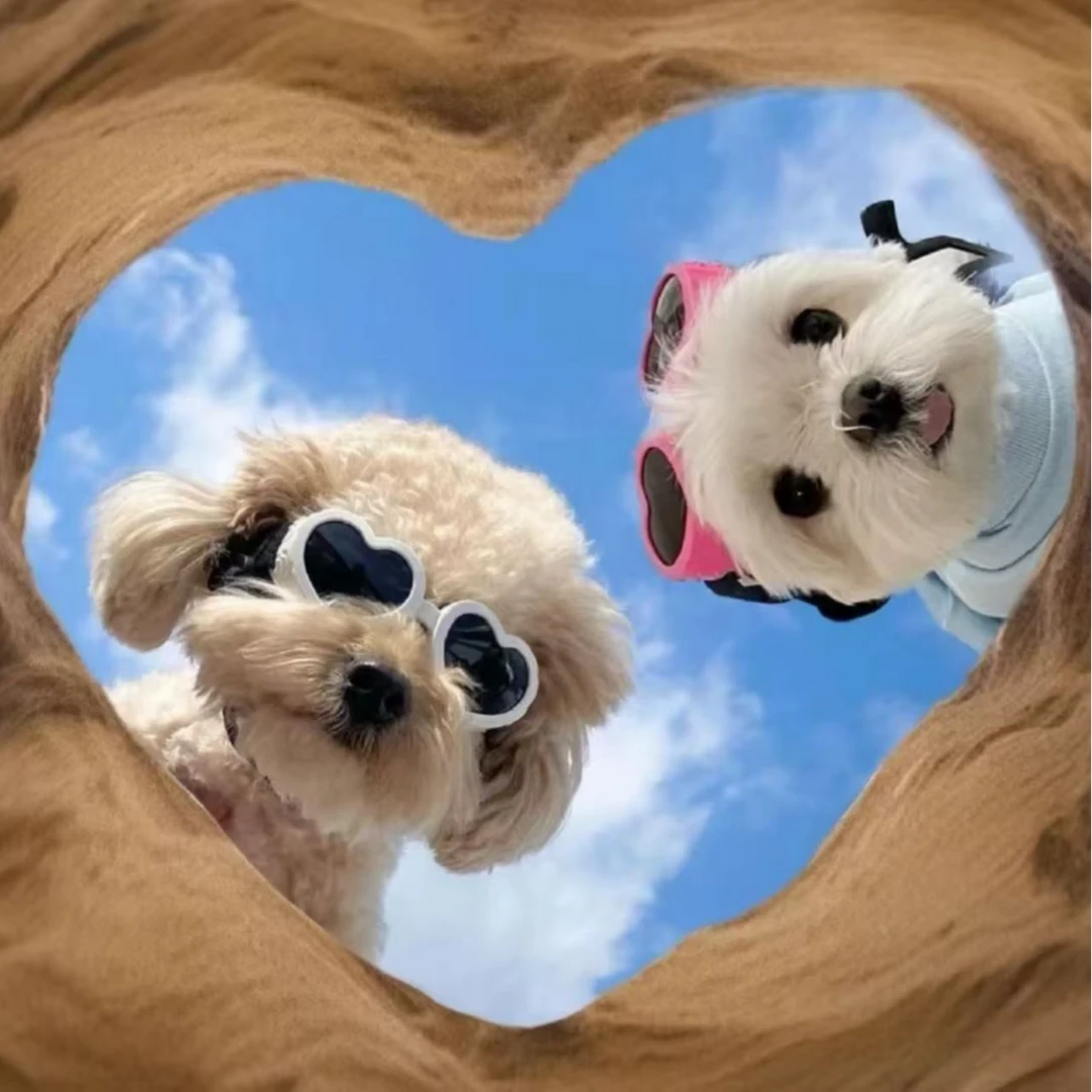 猫狗零食主粮罐头营养