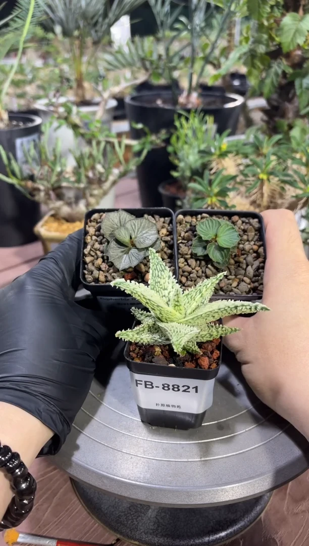 嘎*又彩叶9775+9882+园艺芦荟8821