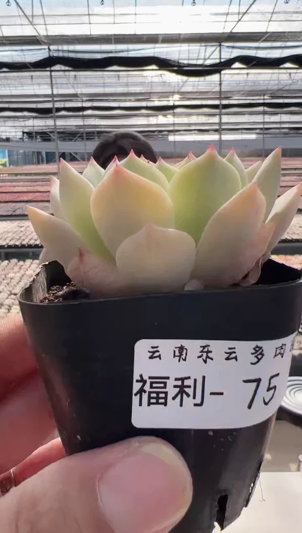 【闪购商品】福利款-75