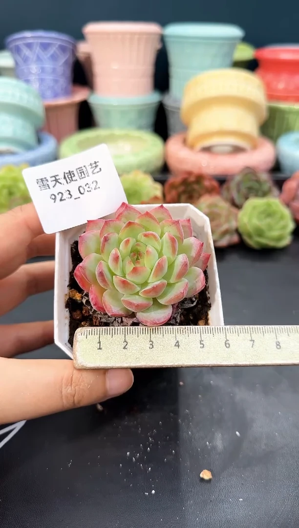 923-032青山（冠幅5cm）