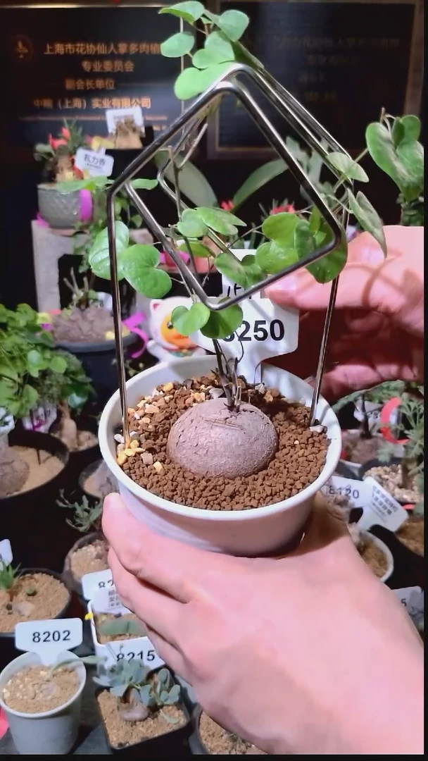 8250号1229精品植物南非龟甲龙单颗