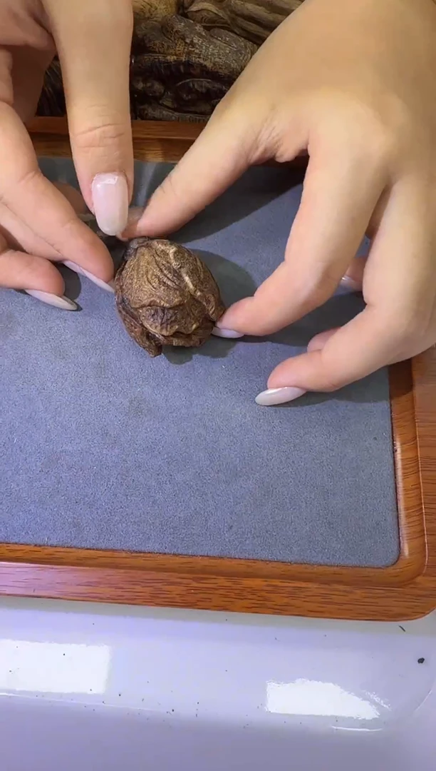 沉香吊坠115号芽庄多样性发一