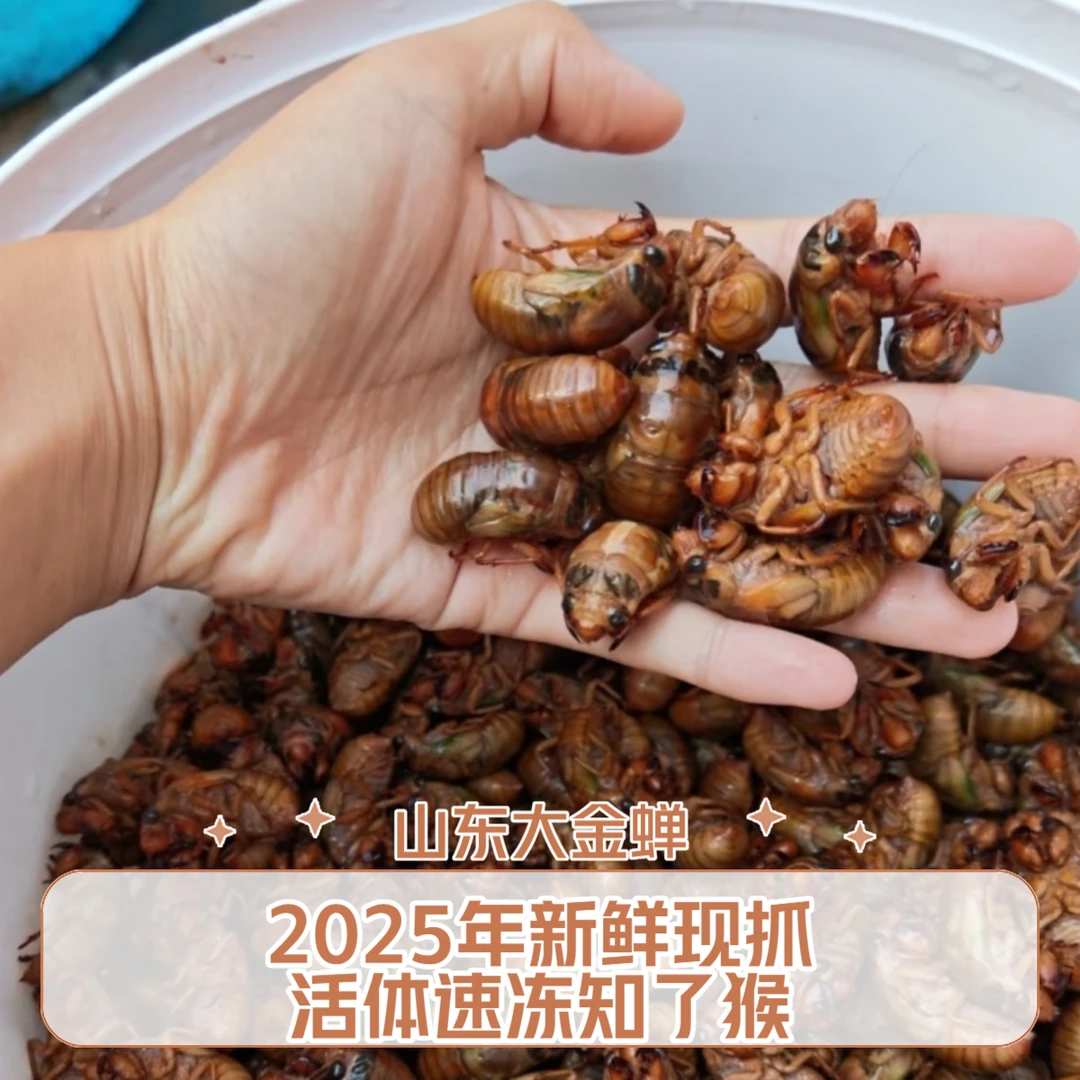 2025山东五莲新鲜金禅知了蝉猴 爬叉个大新鲜顺丰冷链巨香巨好吃