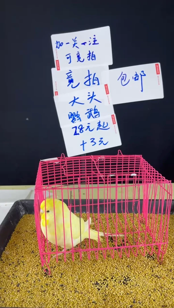 虎皮鹦鹉大头虎皮