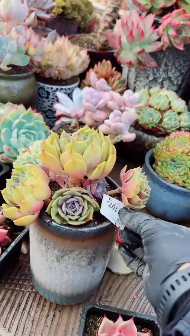 11107多肉植物一物一拍