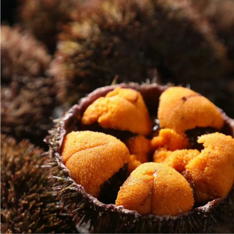 广东本港深海鲜美本港海胆