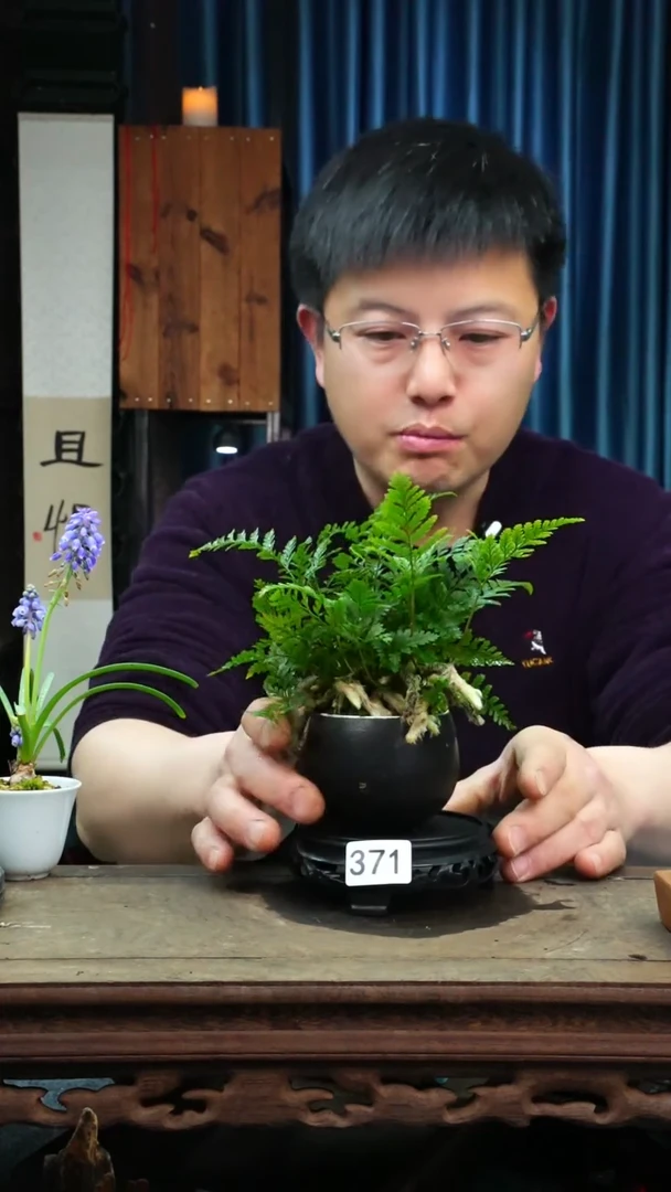 【闪购商品】苔藓微景观371号