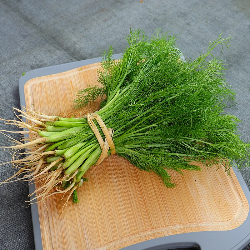 云南小茴香菜新鲜包邮 茴香菜苗时令绿色蔬菜新鲜农家种特产500克