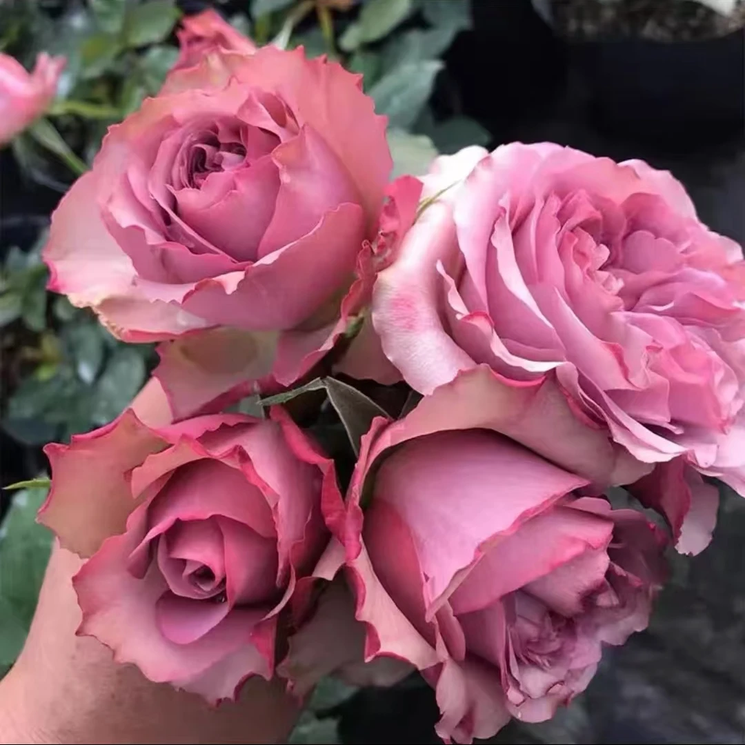 花妖【蒙特马特大苗】切花品种月季四季