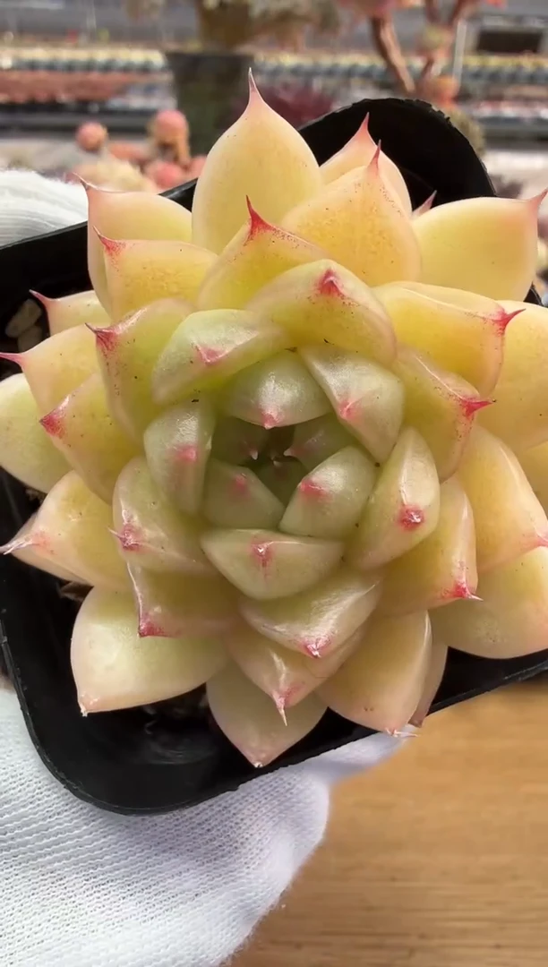 东云多肉园二店-159