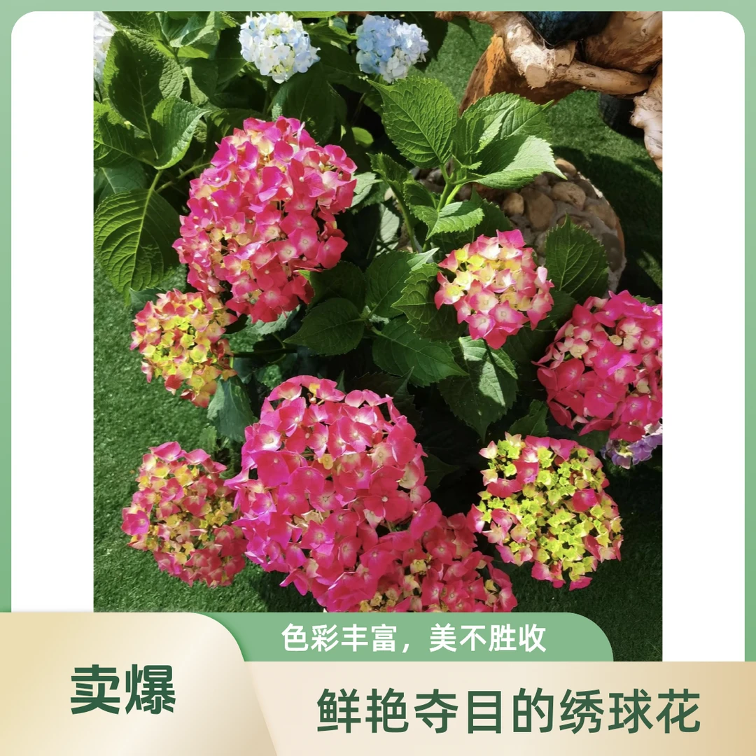 绣球吉祥 一点五加仑