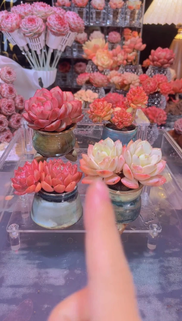 【闪购商品】无土4棵双头组合3号带拇指盆