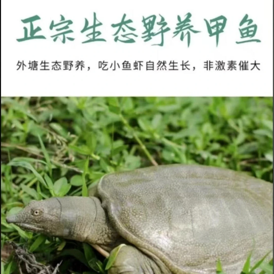 【亏米粉丝福利】单只青黄背 外塘生态甲鱼 冷链包邮