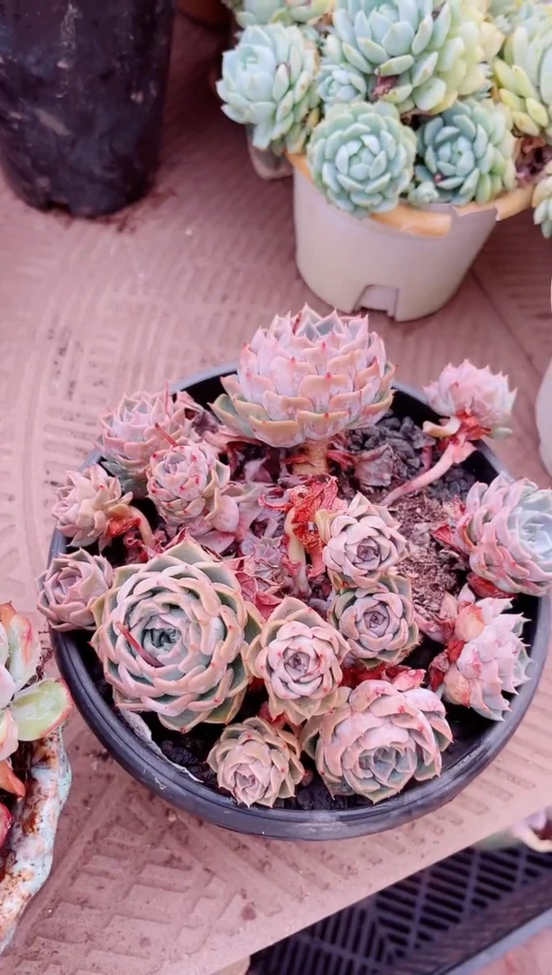 08127多肉植物一物一拍