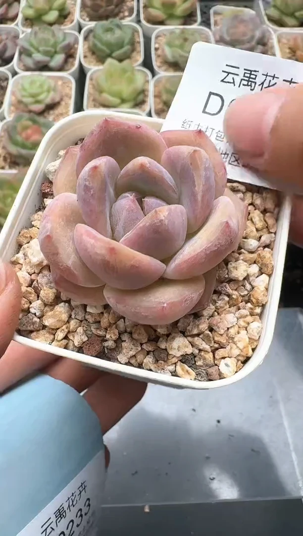 232D云禹多肉植物 带盆土纸巾打包 3颗包邮