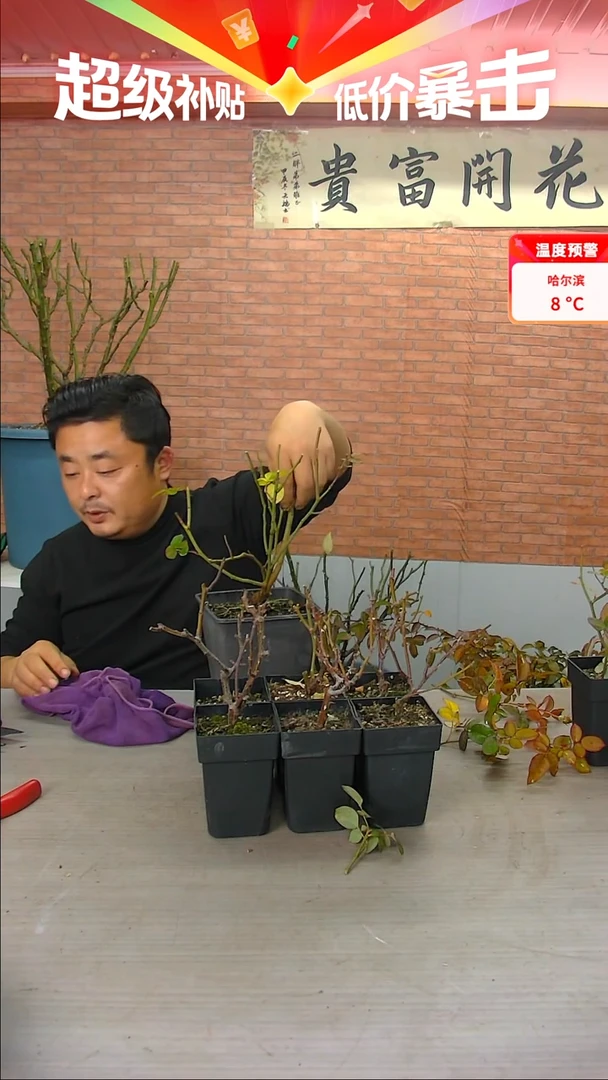 当前无花朵，栽培后可花朵大**。杏苑雪晴