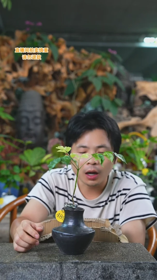 当前无花栽培后可以开花幸福树489T