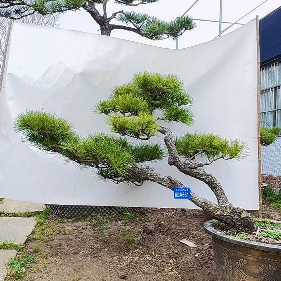 黑松老桩地景盆景室内外造型迎客松文人松树