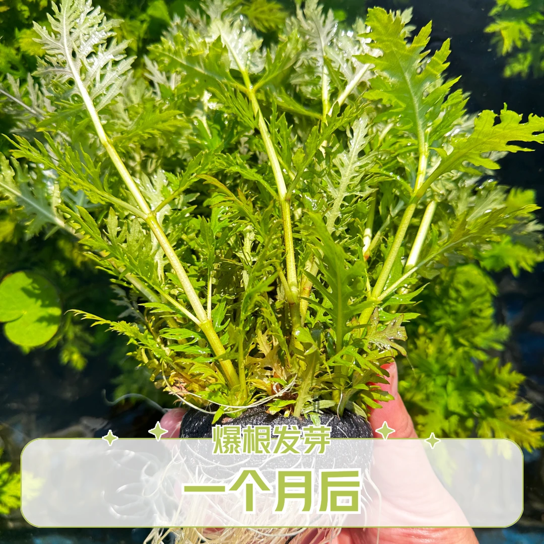 水罗兰坨秒沉鱼缸造景草绿植阴性后景淡水新人懒人易养易活易繁殖