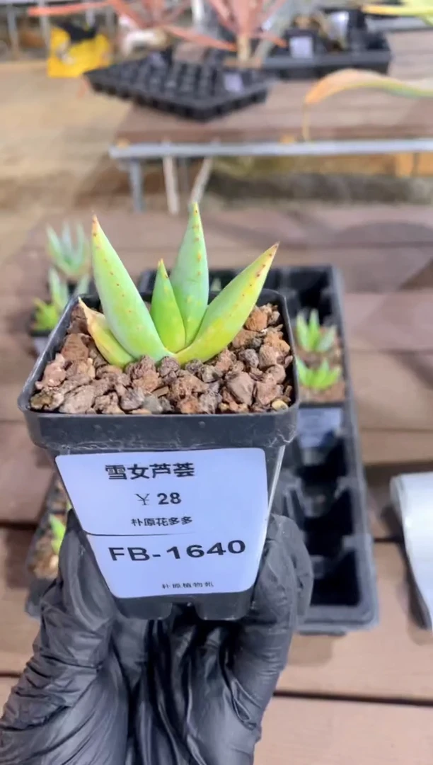 【闪购商品】雪女芦荟FB-1640