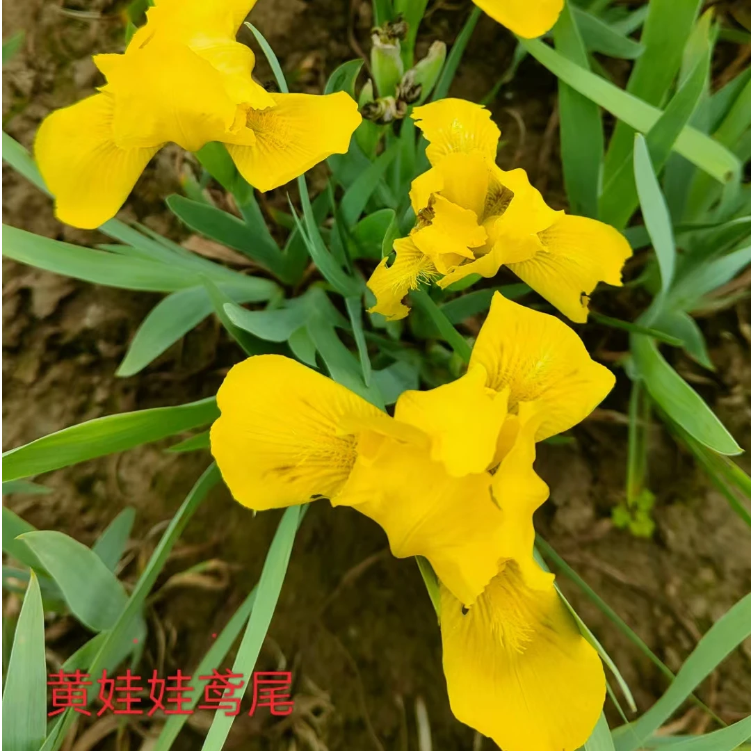 鸢尾多年生宿根花卉耐旱耐寒庭院绿植蝴蝶花 花园花坛花镜盆栽