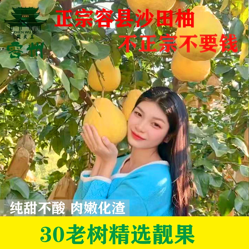 广西容县自良镇沙田柚 50斤袋装柚子老树清甜无酸现摘现发