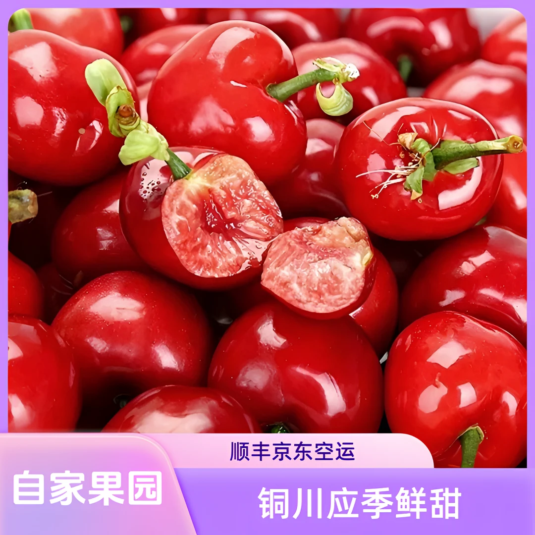 现摘铜川美早大樱桃应季新鲜水果顺丰空运
