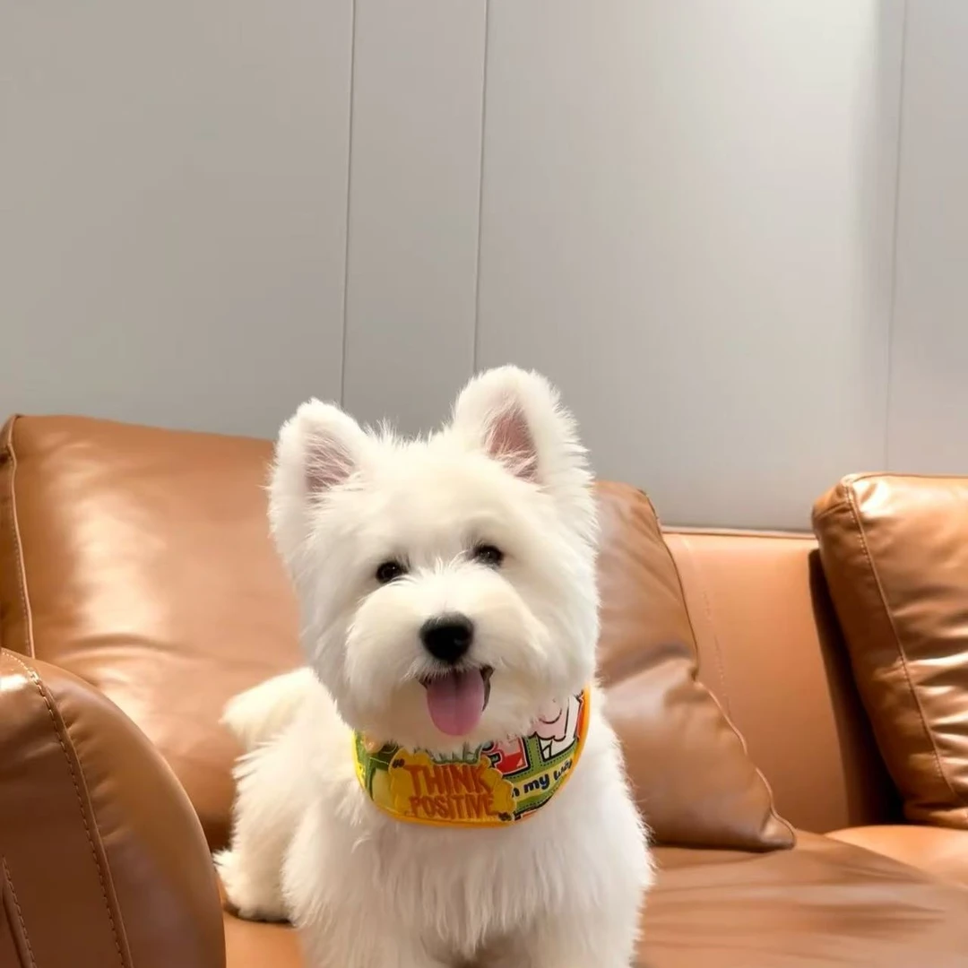 蘑菇宠物活体狗西高地宠物狗温顺陪伴犬家庭陪伴狗可爱小狗