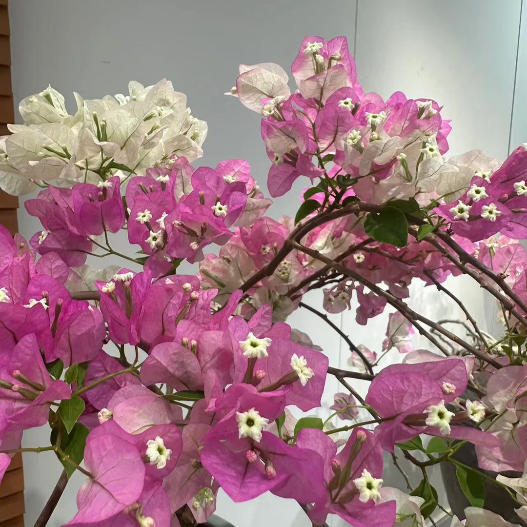 三角梅【一物一拍】【非直播期间勿拍】