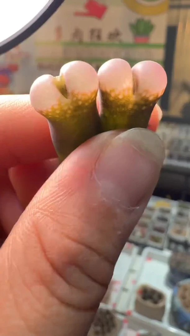 274多肉植物肉锥lt蓝粉风铃一颗