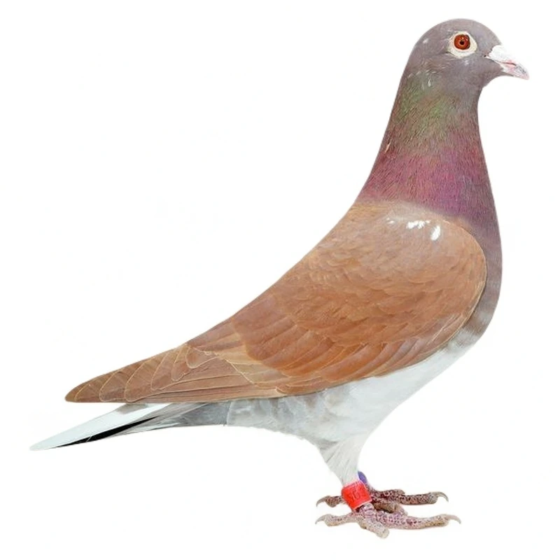 纯种信鸽种鸽雄鸽雌鸽可用于繁育一图一鸽、链接下单、需到站点自提