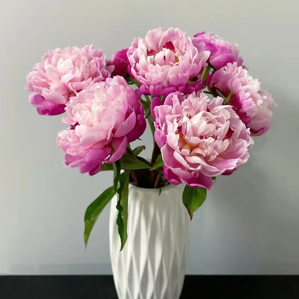 【优选】粉凌红花芍药 店内现货包邮