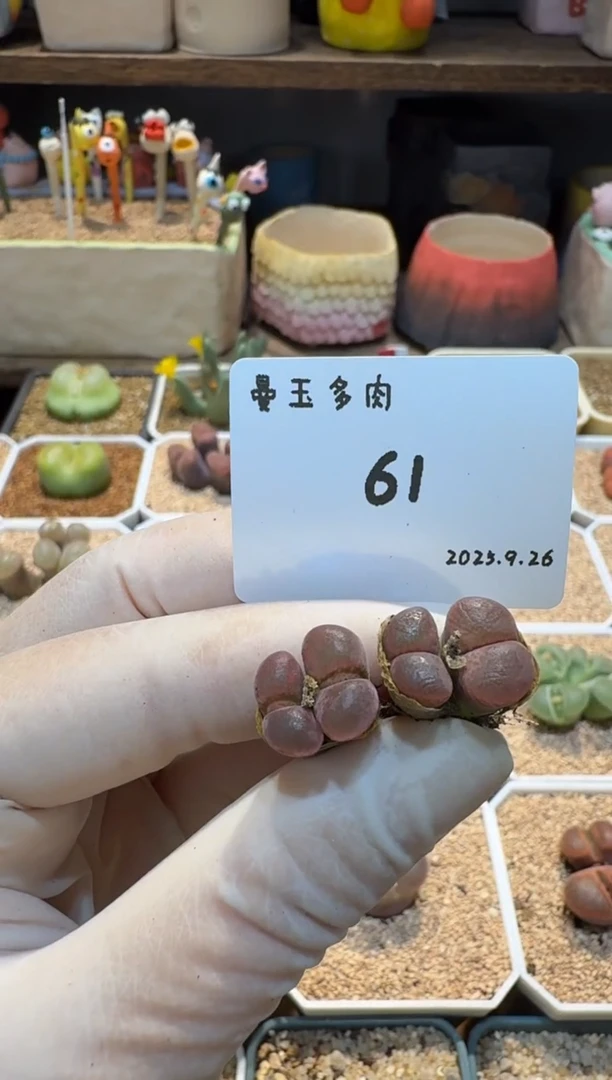牛***妞25.9.26-61多肉