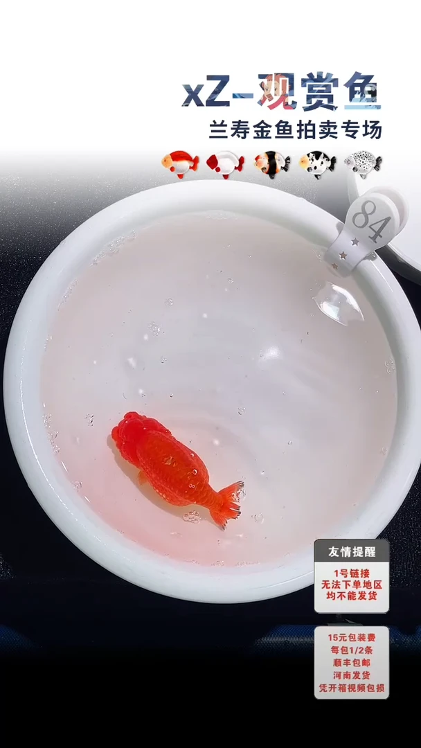 海水鱼包装必拍未拍顺丰到付84号