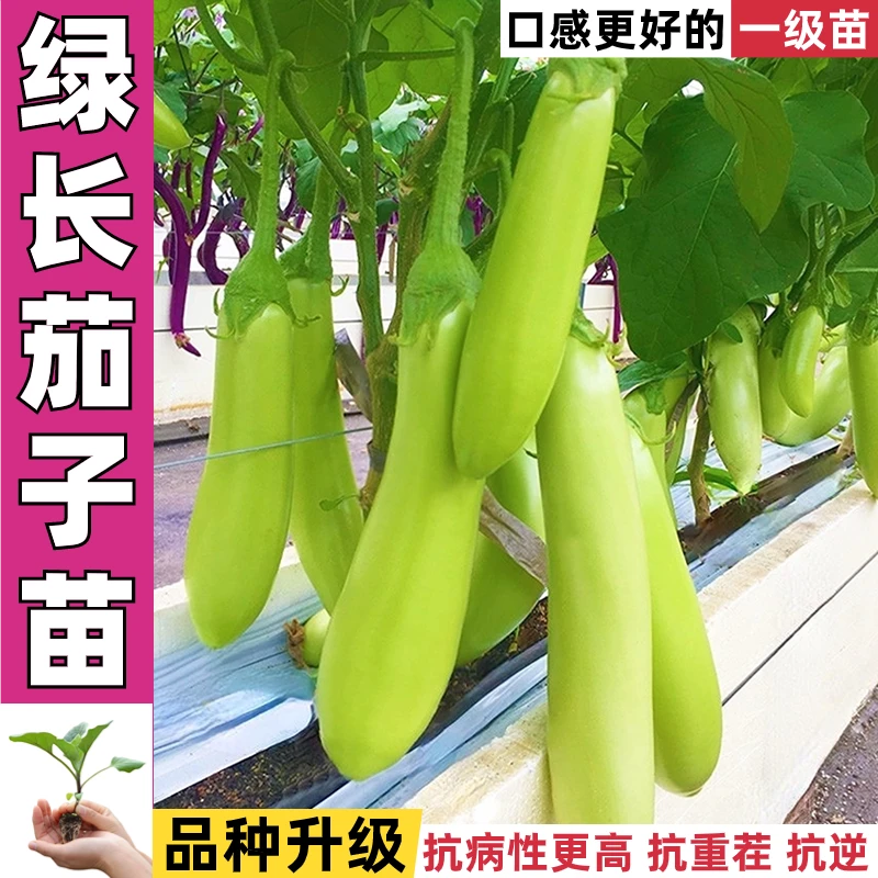 （拍2份发3份）青长茄茄子苗 四季蔬菜高产优质种苗穴盘苗