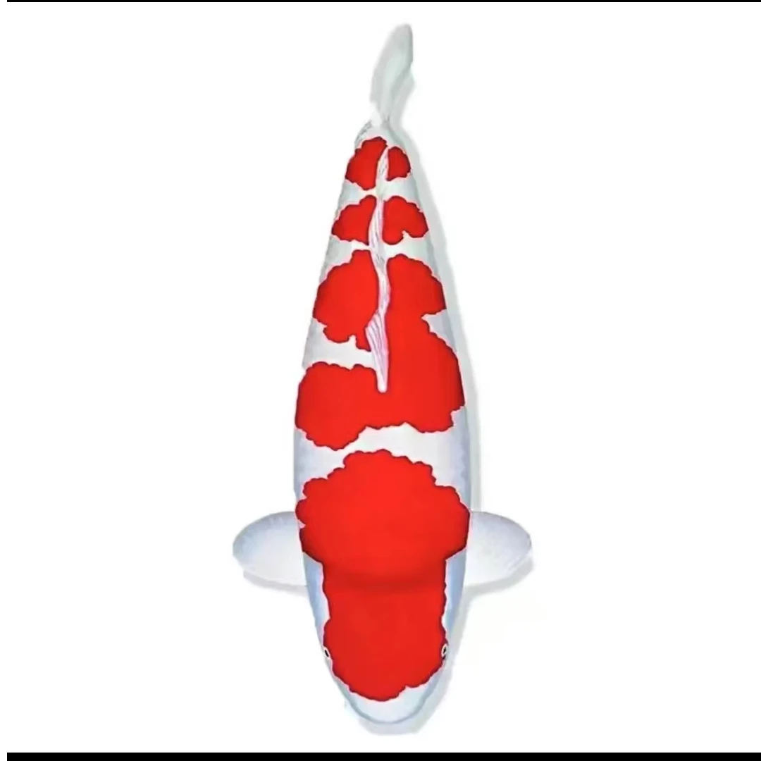 血统锦鲤鱼苗红白大正血统锦鲤小锦鲤观赏鱼锦鲤练手鱼闯缸鱼